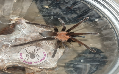 orphnaecus dicromatus Female tarantula